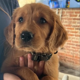 We love our furry friends a person holding a puppy